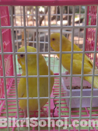 Budgerigar Master Pair